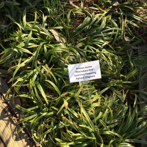 2017-01-28 CFGC Wander in a Winter Garden 15