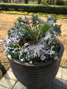 2017-01-28 CFGC Wander in a Winter Garden 17