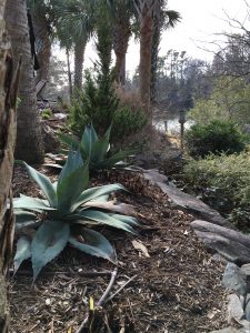 2017-01-28 CFGC Wander in a Winter Garden 19