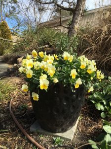 2017-01-28 CFGC Wander in a Winter Garden 20