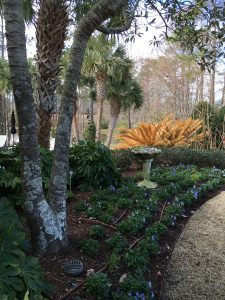 2017-01-28 CFGC Wander in a Winter Garden 21