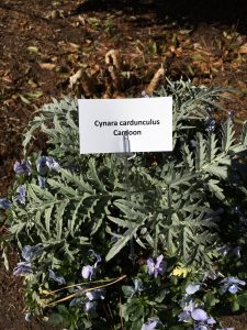 2017-01-28 CFGC Wander in a Winter Garden 9