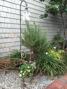 2017-01-28 Sarah Anderson's Garden - 27