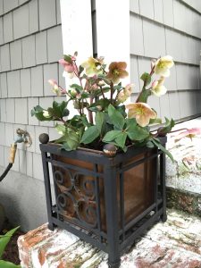 2017-01-28 Sarah Anderson's Garden - 29