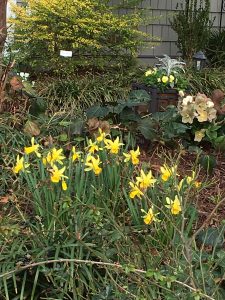 2017-01-28 Sarah Anderson's Garden - 34A