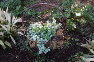 2017-01-28 Sarah Anderson's Garden - 38